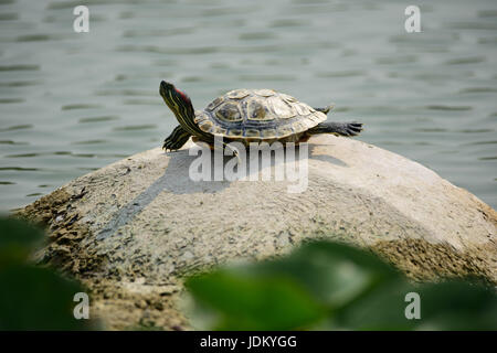 Shijiazhuang, Shijiazhuang, Cina. Xx Giugno, 2017. Shijiazhuang, CINA-Giugno 20 2017: (solo uso editoriale. Cina OUT) una tartaruga gode il sole su una roccia in un parco in Shijiazhuang nord della Cina di nella provincia di Hebei, Giugno 20th, 2017. Credito: SIPA Asia/ZUMA filo/Alamy Live News Foto Stock