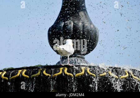 Brighton, Regno Unito. Il 21 giugno, 2017. Un Gabbiano non si raffredda in una fontana di Brighton come questa mattina è prevista per essere il più caldo giorno di giugno per oltre 40 anni in alcune parti della Gran Bretagna oggi Credito: Simon Dack/Alamy Live News Foto Stock