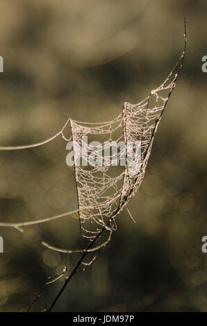 Ragnatela su un ramoscello coperto con dewdrops in Hortobagy National Park, Ungheria Foto Stock