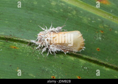 Un ammuffito di foglie di palma tramoggia, Ormaneria rufifascia, su Saw palmetto frond. Foto Stock