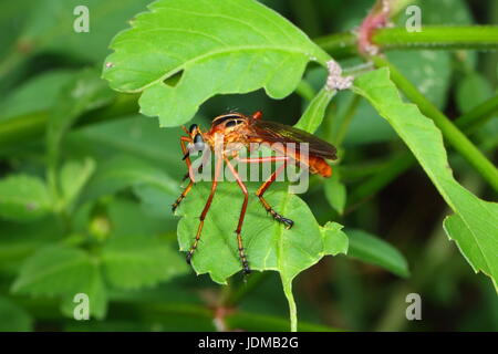 Un brigante fly, specie Diogmites, appollaiate su una foglia. Foto Stock