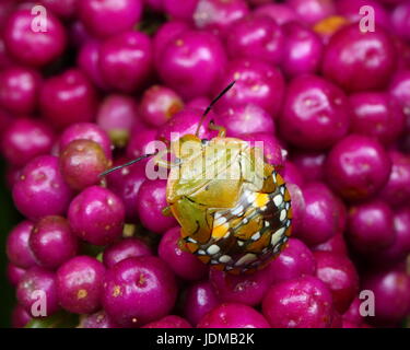 Quarto ninfa instar della Southern green stink bug, Nezara viridula, strisciando su di un impianto. Foto Stock