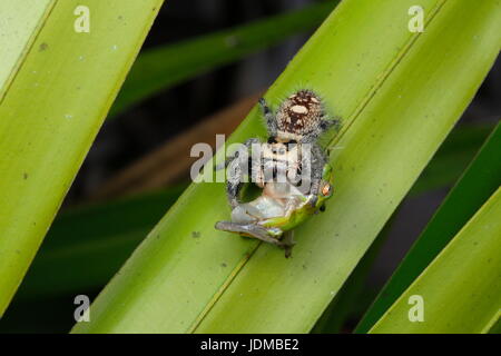 Una femmina di regal jumping spider, Phiddipus regius, depredavano di uno scoiattolo treefrog, Hyla squirrella. Foto Stock