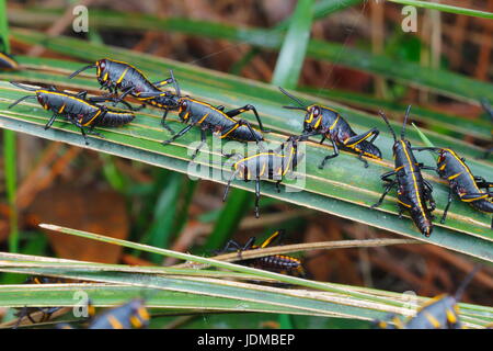 Gomma grasshopper ninfe, Romalia guttata, emergono dal suolo in grandi gruppi. Foto Stock