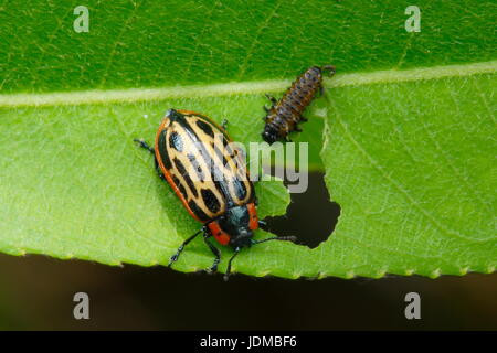 Pioppi neri americani leaf coleotteri, Chrysomela scripta, a Willow. Foto Stock