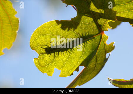 Il golfo fritillary o passione butterfly, Agraulis vanillae, silhouette si nutre prevalentemente di vitigno passione nel suo stadio larvale. Foto Stock