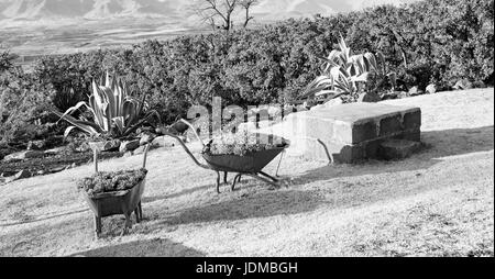 In Lesotho africa la carriola in prossimità di impianti e cactus come concetto Natura Foto Stock