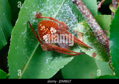 Un tropicale orb weaver spider, Eriophora ravilla, su una foglia. Foto Stock