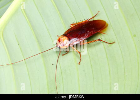 Un americano scarafaggio, Periplaneta americana, poggia su una foglia. Foto Stock
