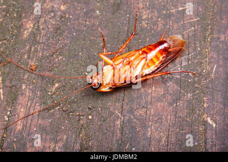 Un capovolto, American scarafaggio, Periplaneta americana. Foto Stock