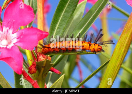 Arancione e nero larve di polka dot wasp tarma Syntomeida epilais. Foto Stock