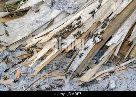 Gomma grasshopper ninfe, Romalia guttata, emergono dal suolo in grandi gruppi. Foto Stock