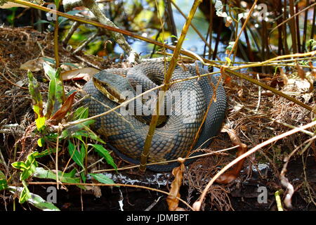 Una spirale cottonmouth Florida acqua mocassino, Agkistrodon piscivorus. Foto Stock