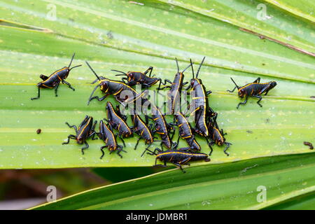 Gomma grasshopper ninfe, Romalia guttata, emergono dal suolo in grandi gruppi. Foto Stock