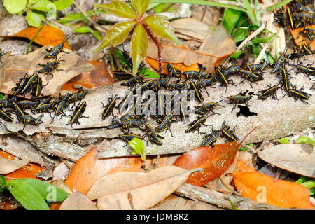 Gomma grasshopper ninfe, Romalia guttata, emergono dal suolo in grandi gruppi. Foto Stock