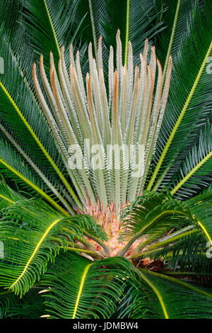 .Cycad, Cycadophyta, crescere in un giardino botanico. Foto Stock