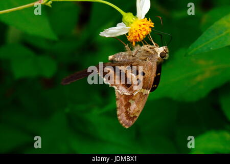 Una lunga coda di skipper butterfly, Urbanus proteus, appoggiata su un fiore. Foto Stock
