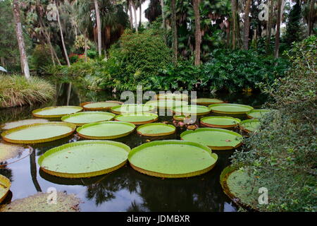 Ninfee giganti, Victoria amazonica, sulla superficie dell'acqua. Foto Stock