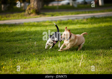 Due cani a camminare su erba verde nel parco Foto Stock