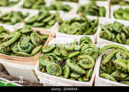 Macro closeup di fiddlehead ferns in cesti sul display al mercato Foto Stock