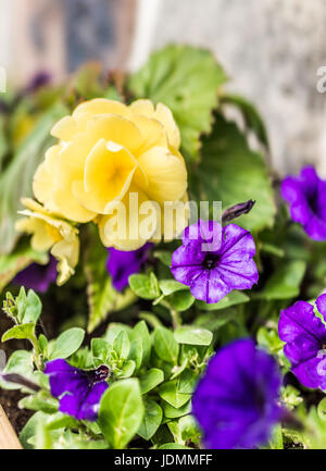 Macro closeup di viola fiori di petunia contro lo sfondo di pietra Foto Stock