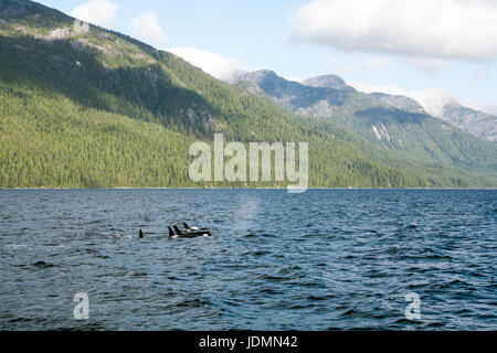 Un pod di resident orche nuoto nella distanza nel canale di balena, nel grande orso regione della foresta pluviale della British Columbia, Canada. Foto Stock