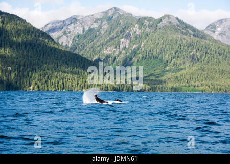 Un residente di lone Killer Whale sbattimenti la sua coda sull'acqua nel canale di balena, nel grande orso regione della foresta pluviale della British Columbia, Canada. Foto Stock