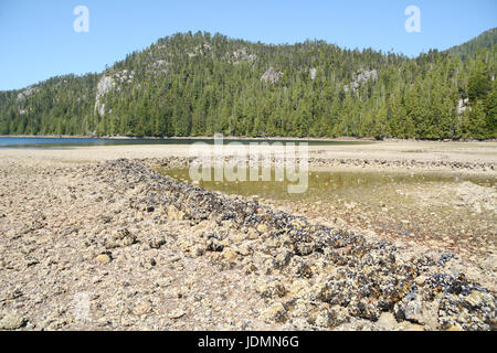 Un indigeno pesci nordamericani weir visibile durante la bassa marea nei pressi di un antico borgo sito sulla costa centrale della British Columbia, Canada. Foto Stock