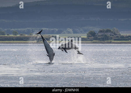 Due comuni delfini tursiopi, Tursiops truncatus, violando in unisono a Chanonry Point, Black Isle, Moray Firth, Scotland, Regno Unito Foto Stock