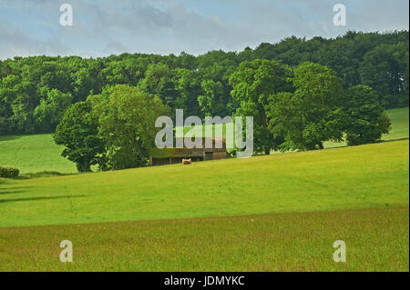 Fienile campo circondato da alberi del Cotswold scarpata vicino al remoto villaggio di Cutsdean. Foto Stock