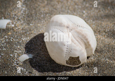 Ricci di mare scheletro sulla spiaggia Foto Stock