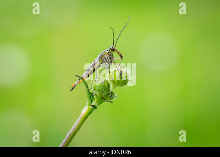 Panorpa communis, comune scorpionfly, appoggiato su un gambo in un prato verde. Foto Stock