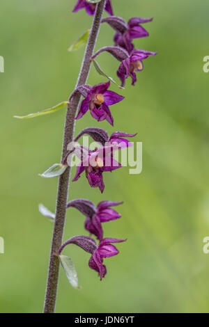 Braunroter Stendelwurz (atrorubens bergonii) rosso scuro o Helleborine Royal Foto Stock