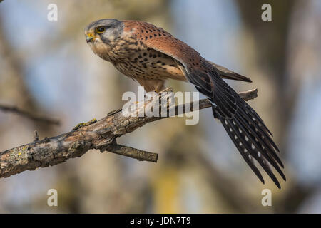 Turmfalke (Falco tinnunculus) Comune gheppio Foto Stock