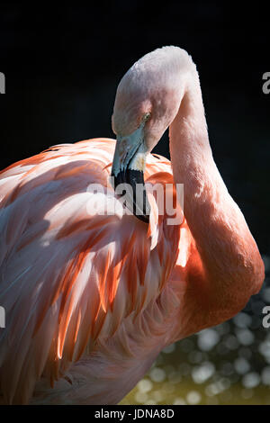 Flamingo cileni preening Foto Stock