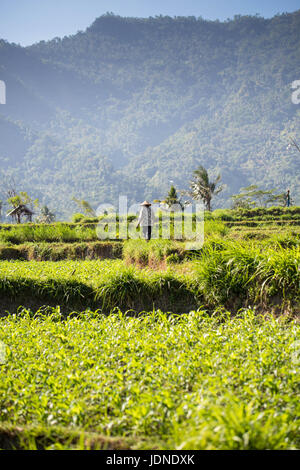 Terrazze di riso nel nord di Bali vicino Monte Agung con lavoratori Foto Stock