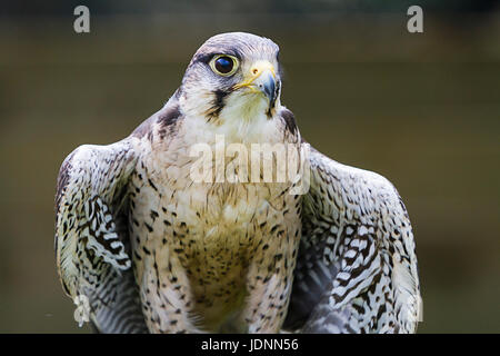 Ferdie il Lanner Falcon di proprietà di sfida rapaci sul display del Cheshire Show 2017 Foto Stock