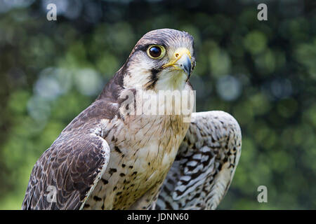 Ferdie il Lanner Falcon di proprietà di sfida rapaci sul display del Cheshire Show 2017 Foto Stock