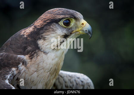 Ferdie il Lanner Falcon di proprietà di sfida rapaci sul display del Cheshire Show 2017 Foto Stock