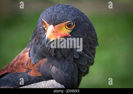 Eddie il Bateleur Eagle di proprietà di sfida rapaci sul display del Cheshire Show 2017 Foto Stock