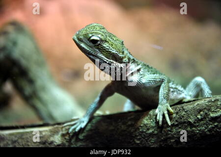 Verde bosco lizard seduto su un albero. Wild lucertola verde. Foto Stock