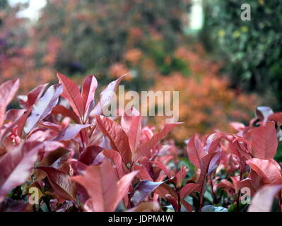 Fioritura viola Sandcherry in piena di foglia. Prunus cistena. Viola di sabbia in foglia cherry è un classico di medie dimensioni di Arbusti decidui con impressionante rossastro-purp Foto Stock