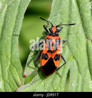 Unione cannella bug (Corizus hyoscyami), a..a. Nero e rosso squash bug, Foto Stock