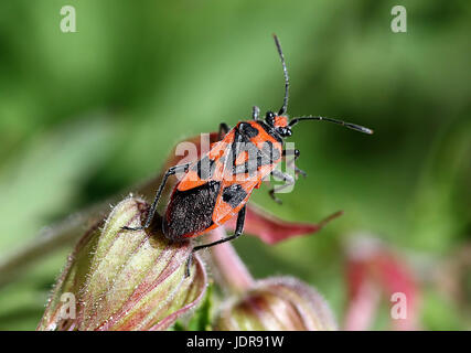 Unione cannella bug (Corizus hyoscyami), a..a. Nero e rosso squash bug, Foto Stock
