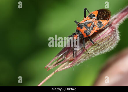 Unione cannella bug (Corizus hyoscyami), a..a. Nero e rosso squash bug, Foto Stock