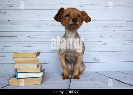 Un cane di piccola taglia in una posizione sdraiata occupato a leggere un libro su uno sfondo di legno Foto Stock
