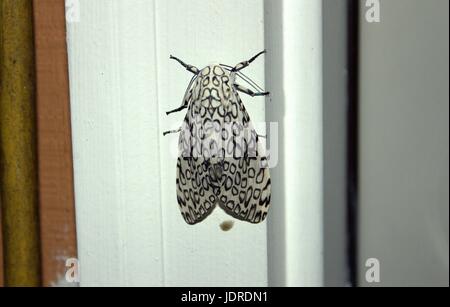 Giant Leopard Moth in appoggio su una porta Foto Stock