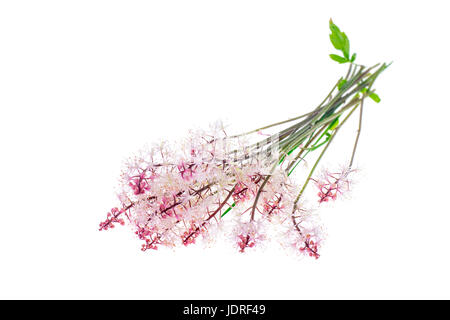 Delicata infiorescenza rosa isolato su sfondo bianco. Foto Studio Foto Stock