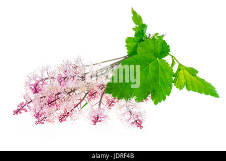 Delicata infiorescenza rosa isolato su sfondo bianco. Foto Studio Foto Stock