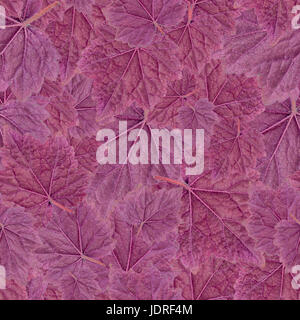 Modello senza giunture. Foglia viola Geyer isolati su sfondo bianco. Foto Studio Foto Stock
